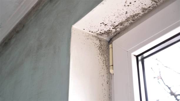 Best Airborne Mold Testing  in Hoopers Creek, NC